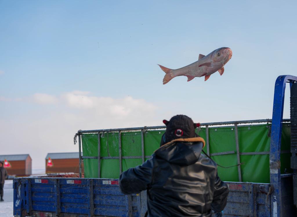 今年1月7日,在吉林省松原市,渔民将刚捕捞的大鱼装进车里。新华社记者 颜麟蕴 摄
