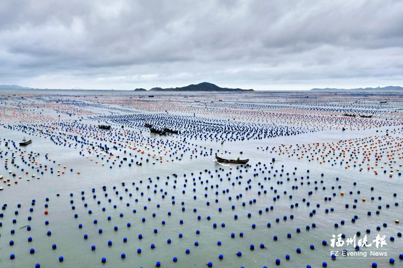 20亿粒鲍鱼“宝宝”将下海安家
