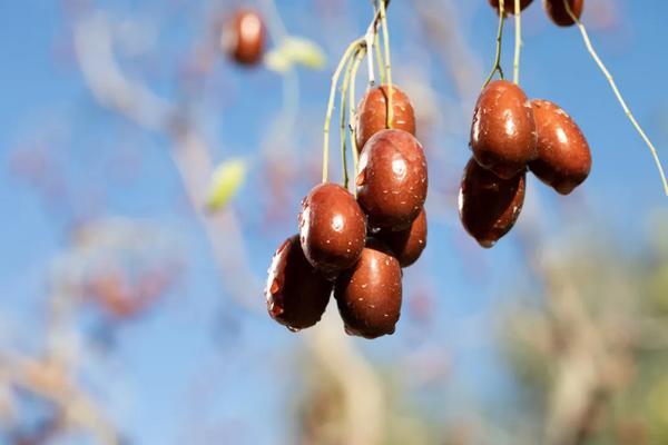 
复兴医院黄牛号贩子票贩子代网上预约代挂号电话好想你黑金枣荣获福布斯2026大消费中国年度影响力产品