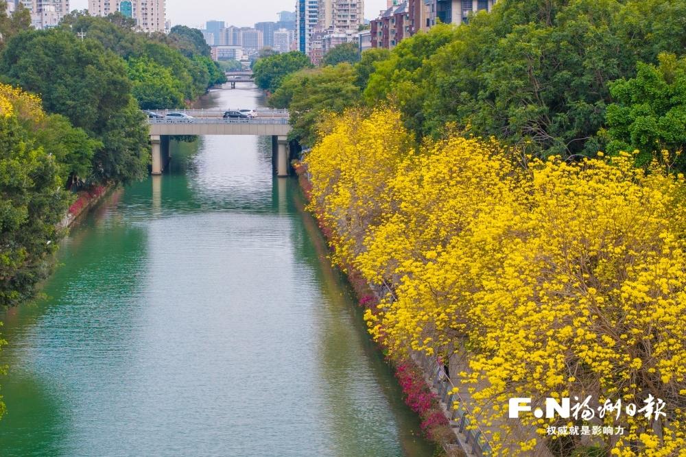 黄花风铃木进入盛放期 福州市内多处优质赏花点位等你来