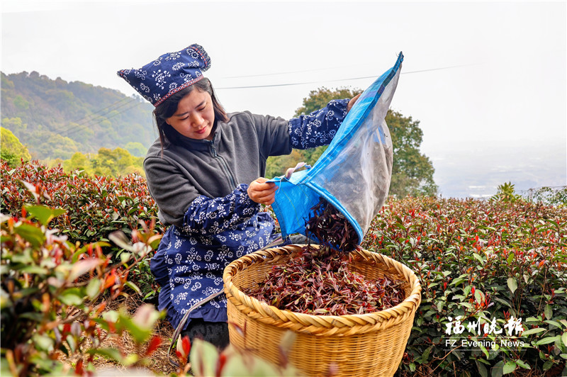 连江:闽首个紫茶新品种迎来开采季