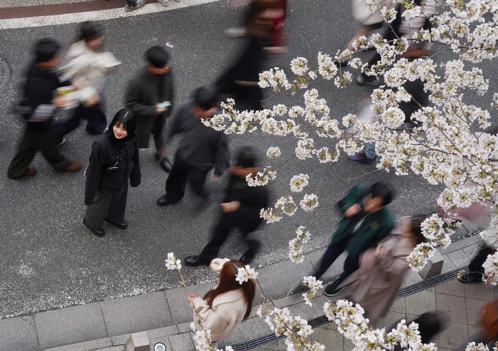 日本涉大麻“瘾君子”数量创新高 七成为年轻人