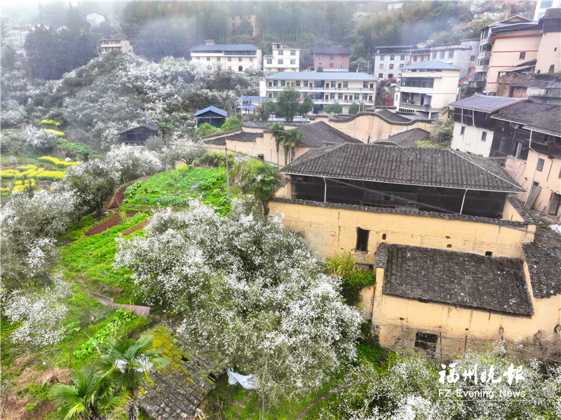 福州闽侯:枳壳花打造梦幻“香雪海”