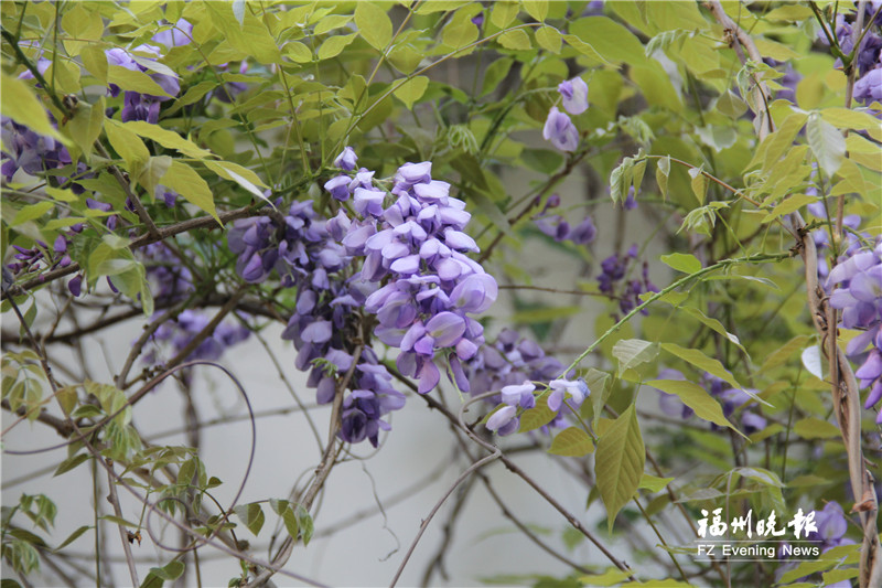 福州茶亭公园:紫藤花开如瀑 迎最佳观赏期