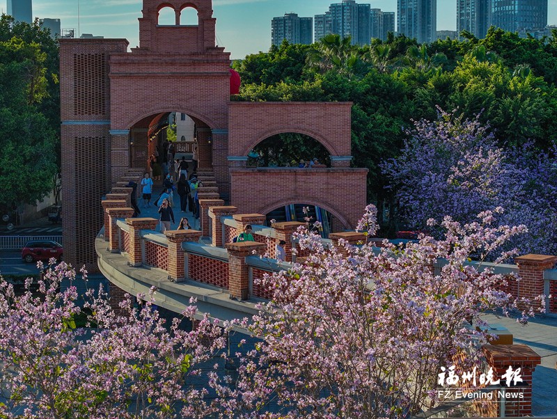 青年广场旁成片羊蹄甲盛开 闽江畔现“花桥”美景