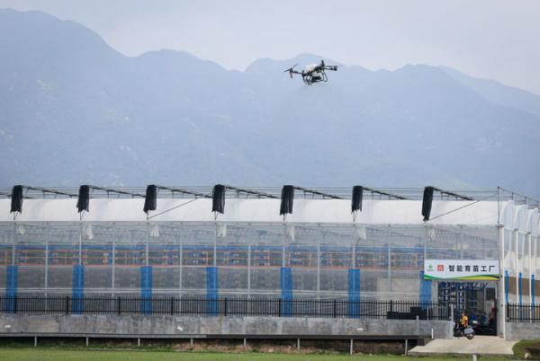 2026年3月24日,在广东江门台山市都斛镇,农业无人机在田间作业。新华社记者 毛思倩 摄