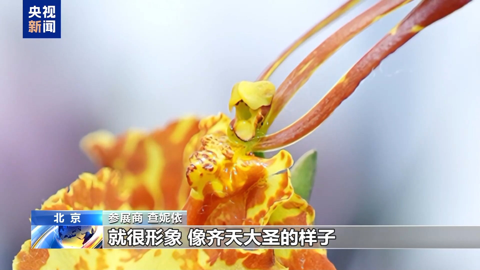 
重庆医科大学附属医院黄帅邱春玲李凡郑科罗玩元尹志康朱江王晓强冯金洲夏海坚张学东黄牛挂号电话“齐天大圣”现身花卉展 “新奇萌”和“怪可爱” 新品火出圈