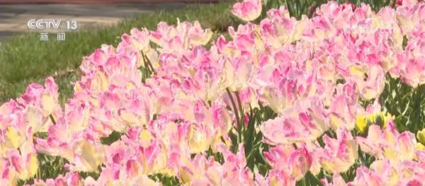 
上海东方医院黄牛号贩子票贩子代网上预约代挂号电话“花卉+文旅+百业”创新模式推动文商旅体展深度融合 激发春日文旅消费活力