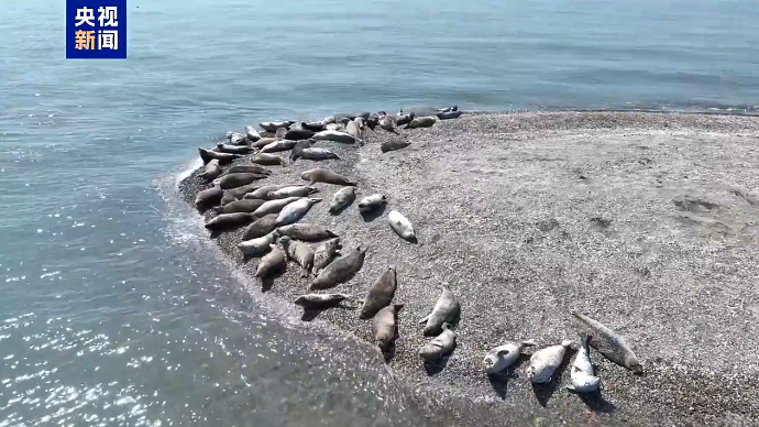 稳步上升！辽东湾野生斑海豹种群数量有望再创新高