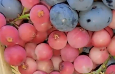 
江苏省中西医结合医院黄牛号贩子票贩子代网上预约代挂号电话“粉色蓝莓”