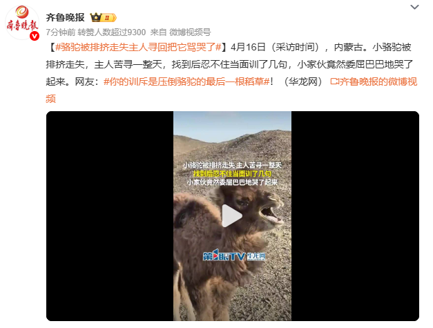 骆驼被排挤走 失主人寻回把它骂哭了 网友：你的训斥是压倒骆驼的最后一根稻草