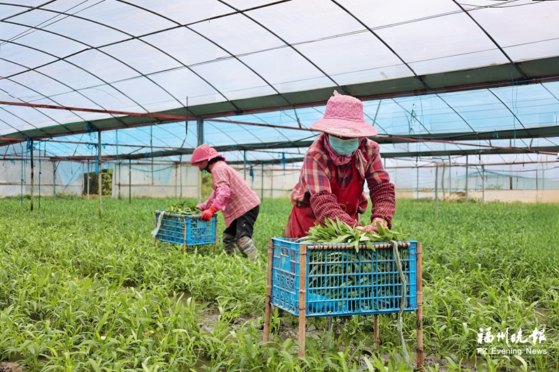 连江官坂“海水”空心菜上市