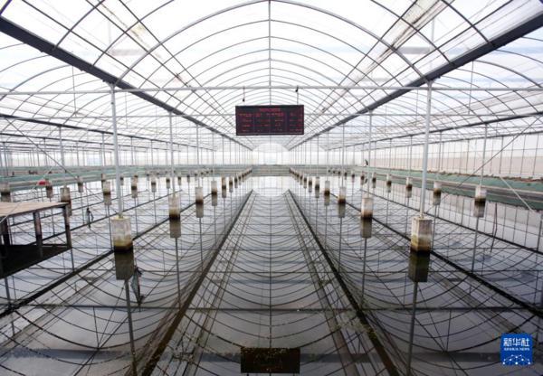 这是在江苏省现代农业(盱眙龙虾)全产业链标准化示范基地拍摄的繁育大棚内景(3月27日摄)。新华社记者 程丽 摄 