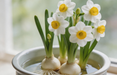 
三博脑科医院黄牛号贩子票贩子代网上预约代挂号电话漳州水仙花啦啦队“闽