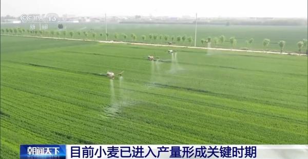 
中山大学肿瘤防治中心黄牛号贩子票贩子代网上预约代挂号电话小麦进入产量形成关键时期 田间春管不停歇