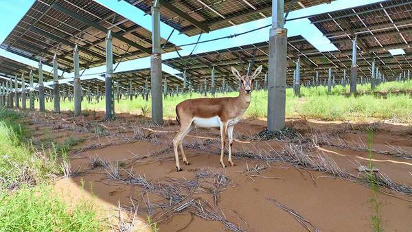 
上海各大医院黄牛挂号电话在沙漠玩转“光伏+” 国家能源集团多维度提升投资效益