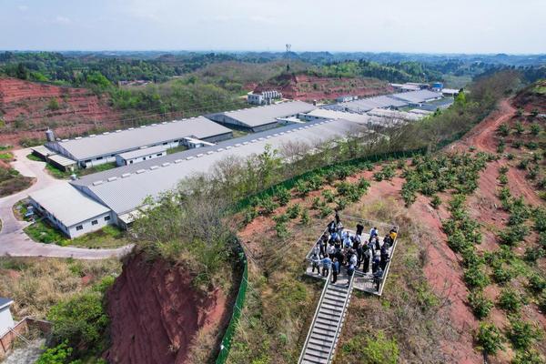 
中日友好医院黄牛号贩子票贩子代网上预约代挂号电话新希望发布2025年年报：饲料业务强劲增长 养猪成本稳步下降