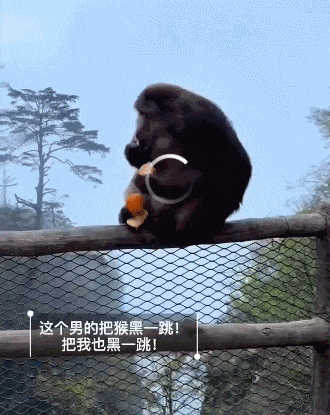 男子猛推峨眉山猴险致其坠崖，多部门介入调查