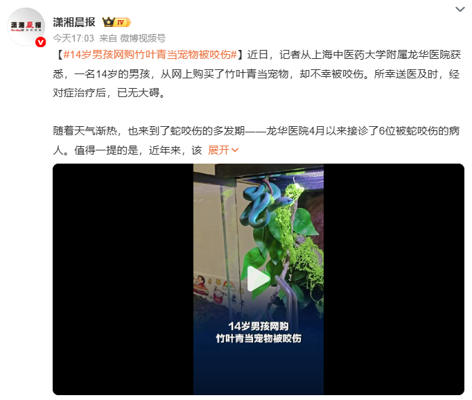 14岁男孩网购竹叶青当宠物被咬伤 所幸送医及时已无大碍