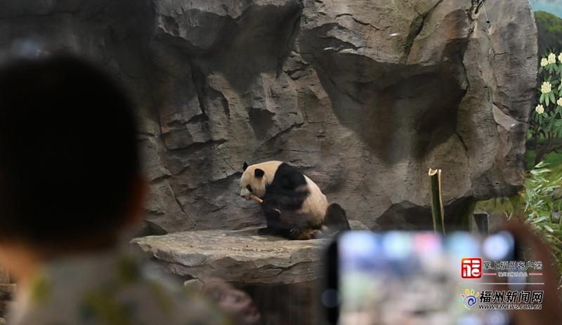 两岸青少年同游熊猫世界 共叙榕台一家亲
