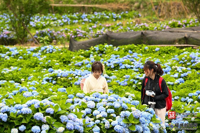 在闽侯绣山花谷，遇见“蓝色”的夏天