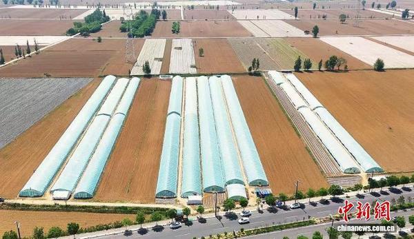 
广州各大医院黄牛挂号电话（乡村行·看振兴）山西忻州：甜瓜飘香采摘忙 铺就“甜蜜”致富路