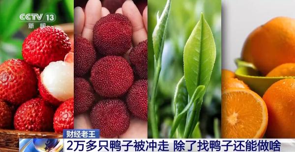 
北大口腔医院黄牛号贩子票贩子代网上预约代挂号电话鸭子被冲走、虾塘被淹……农业保险如何帮农户“兜底”？
