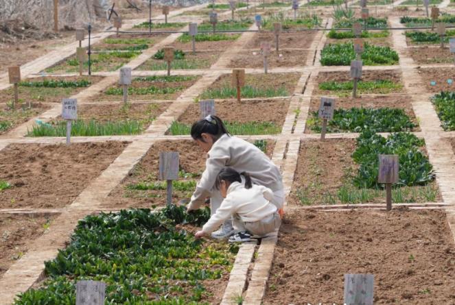 青岛共享菜园走红，60平方米全托管年租3500元