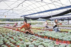 上海市东方医院唐庆贺陈波黄安华赵刚徐安安黄牛挂号电话全省最大多肉产业