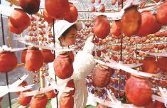 南京医科大学第二附属医院黄牛号贩子票贩子代网上预约代挂号电话宁德市古