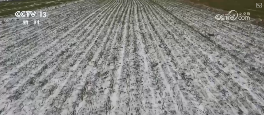 
重庆市医院吕钢林宝昕李成荫易国祥刘洪黄牛挂号电话加强管理、除雪保温 打好应对寒潮“组合拳”保障粮油作物平稳越冬