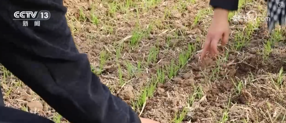 
重庆市医院吕钢林宝昕李成荫易国祥刘洪黄牛挂号电话加强管理、除雪保温 打好应对寒潮“组合拳”保障粮油作物平稳越冬