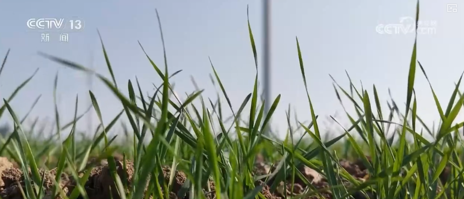 
重庆市医院吕钢林宝昕李成荫易国祥刘洪黄牛挂号电话加强管理、除雪保温 打好应对寒潮“组合拳”保障粮油作物平稳越冬