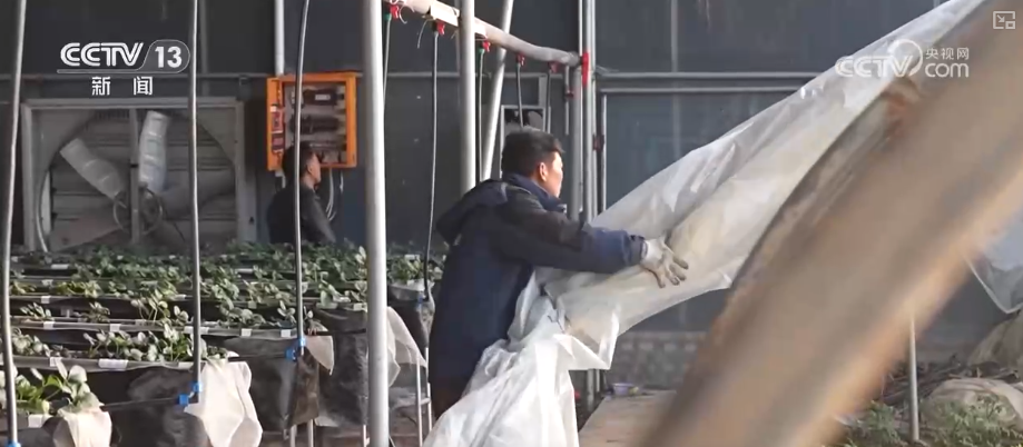 
重庆市医院吕钢林宝昕李成荫易国祥刘洪黄牛挂号电话加强管理、除雪保温 打好应对寒潮“组合拳”保障粮油作物平稳越冬