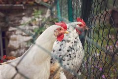 江苏省人民医院范磊徐卫陆辉黄牛挂号电话日本茨城县一养鸡场确认高致病性