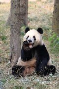 
上海华东医院黄牛号贩子票贩子代网上预约代挂号电话“国宝天团”入住福州