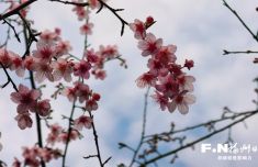 儿研所医院黄牛号贩子票贩子代网上预约代挂号电话4个新品种早樱落户闽江公