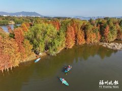 天津医科大学总医院钟跃岳树源刘辉黄牛挂号电话福州多处水杉林“红”了