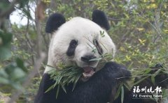 
西安交通大学第一附属医院西北妇女儿童医院天涛柏海燕黄牛挂号电话吃得饱