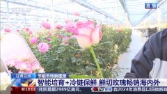 上海复旦大学肿瘤医院黄牛号贩子票贩子代网上预约代挂号电话智能培育+冷链
