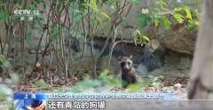 
首都医科大学附属儿童医院黄牛号贩子票贩子代网上预约代挂号电话越来越多