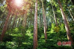 
广州市花都区人民医院黄牛号贩子票贩子代网上预约代挂号电话顺昌：以法治