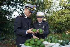 304医院黄牛号贩子票贩子代网上预约代挂号电话云南孟连牛油果首次出口东盟