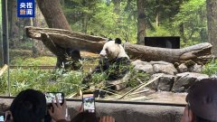 上海同济医院黄牛号贩子票贩子代网上预约代挂号电话最后一天“打卡上班”