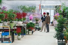 天津医科大学第二医院黄牛号贩子票贩子代网上预约代挂号电话闽侯侯官花卉