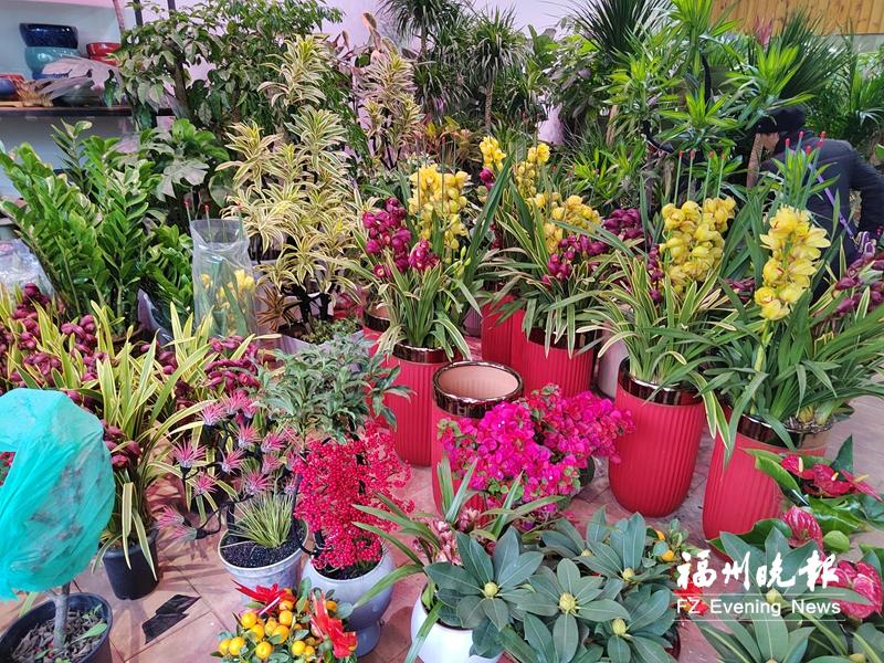 年宵花迎来销售高峰 年轻消费群体青睐新&ldquo;花样&rdquo;