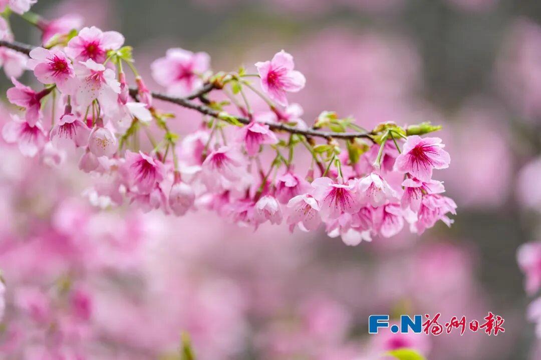 好美！福州植物园开启赏樱季
