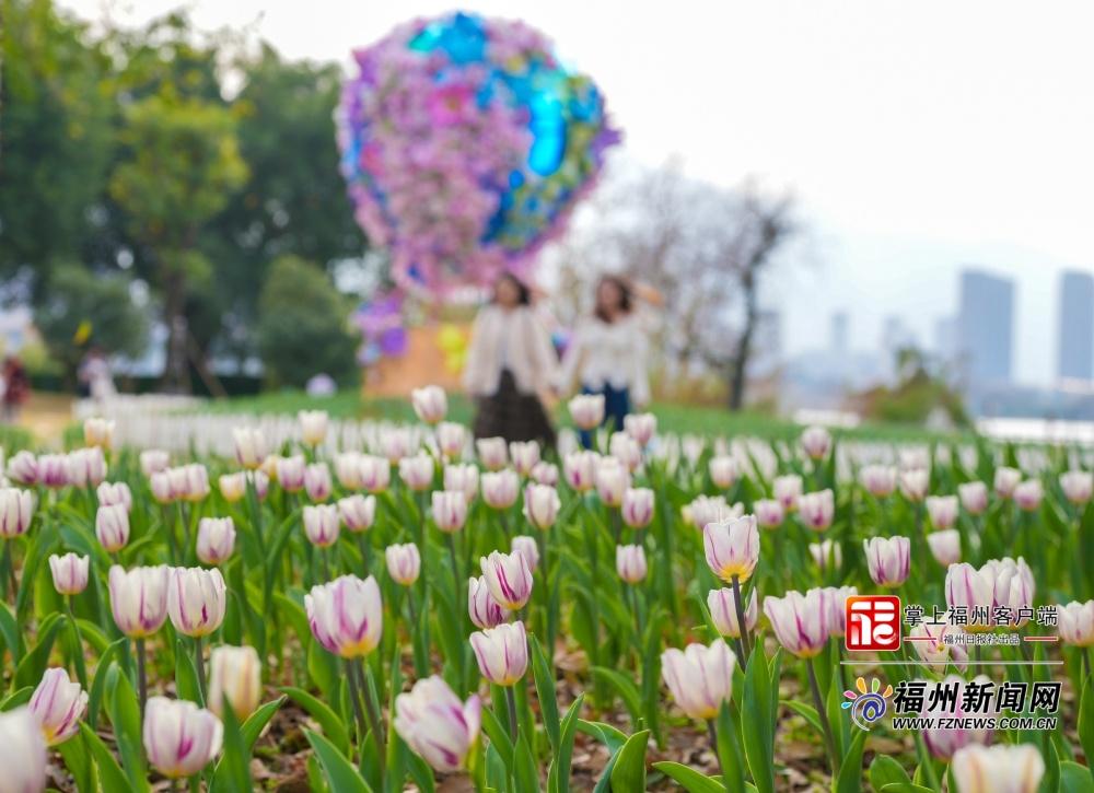 11万株郁金香上线！乌龙江公园郁金香花展本周日开幕