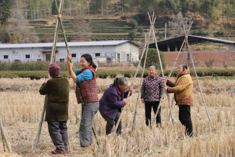 “乡愁村晚”联结乡土记忆，探索有温度的乡村振兴新路径