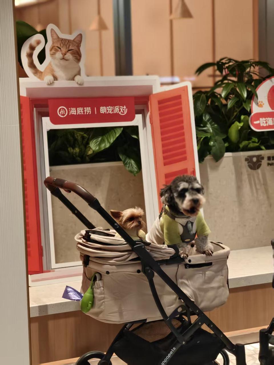 
陆军军医大学新桥医院杨鹰易善红方针强马丹肖卫东黄牛挂号电话海底捞宠物友好主题店落户苏州 创新场景开启“与宠相伴”火锅新体验